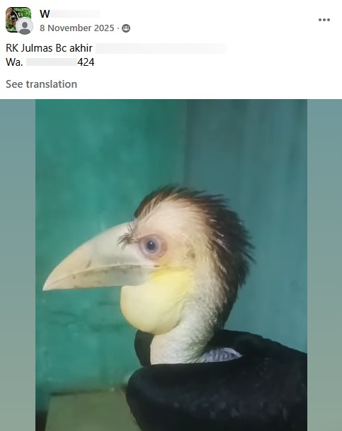 Screenshot of an advert for a wreathed hornbill. Posted by Waa, November 2025.