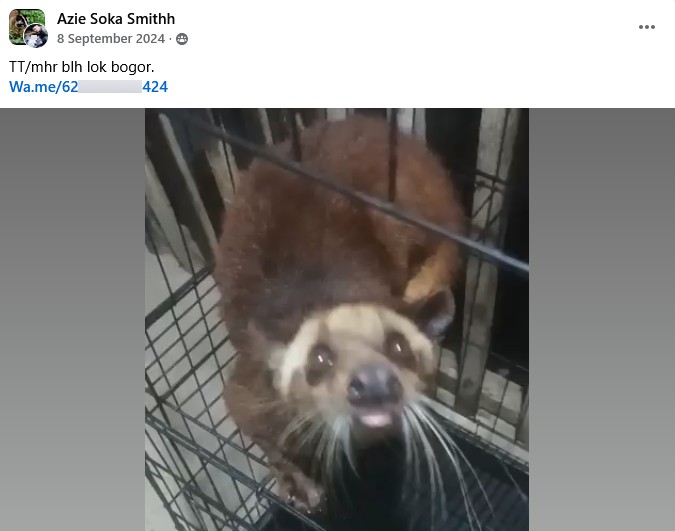 An advert for a civet, posted by Azie Soka Smithh and tagging the same phone number as used by the other five accounts.