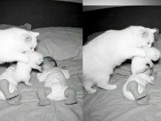 The Art of Baking: From Classic Bread to Artisan Pastries