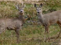 KİV: “Cüyür Azərbaycanın “Qırmızı kitab”ına düşdüyü üçün ovlanmasına icazə verilmir”