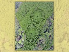 Does photo show experimental circular forest in Japan?