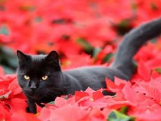 Are poinsettia plants toxic to cats and dogs? Fears of serious harm are overblown