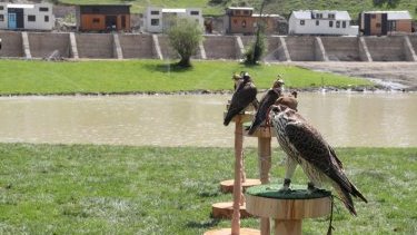 “Ərəblər” şahin quşlarını hansı məqsədlərlə Laçına gətiriblər?