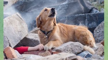 Earthquake in Türkiye and Syria: let’s check 8 photos & videos