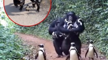 Real story about chimpanzees domesticating penguins?