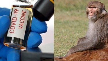 Covid-19 vaccines do not contain ‘cancer-causing’ SV40 monkey virus