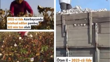 “Azadlıq radiosu”: Pambıqçılıq Dövlət Proqramında nəzərdə tutulan qədər inkişaf etməyib”