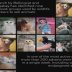 How Wildlife Traffickers Are Using Coded Language to Sell Protected Animals On Facebook