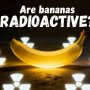 Is it true that all bananas are radioactive?
