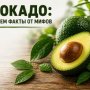 Авокадо: отделяем факты от мифов